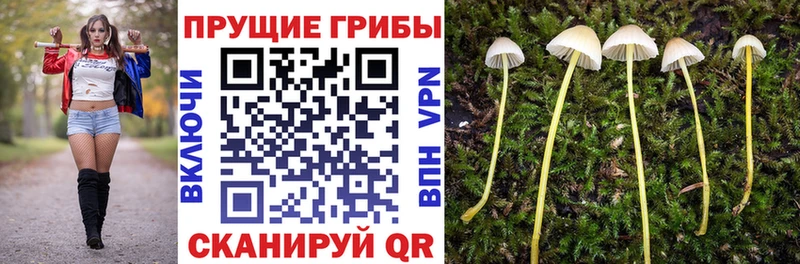блэк спрут ONION Волгореченск Галлюциногенные грибы MAGIC MUSHROOMS